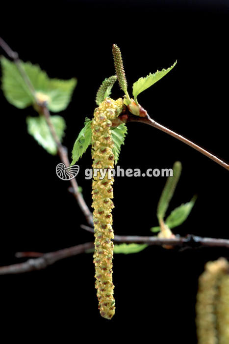 Bouleau (Betula pendula) - fleurs mâles et femelles (chatons) - gryphea.org